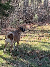 City dog having freedom to explore