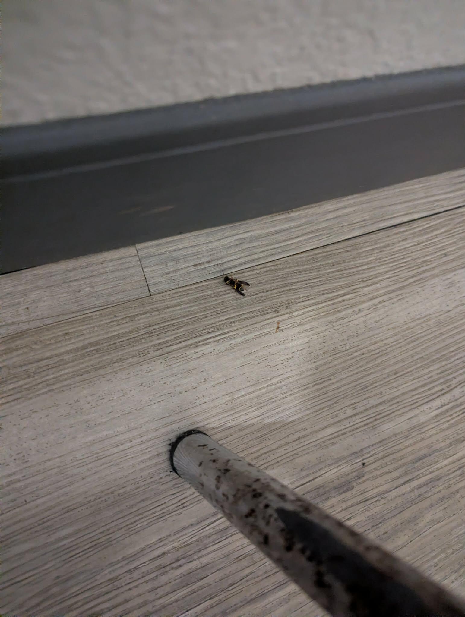 Wasp, alive, in the room