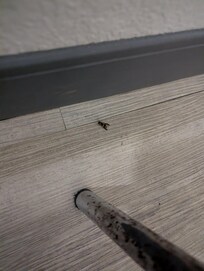 Wasp, alive, in the room