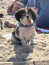 Dog friendly, a guest got to bring his little guy