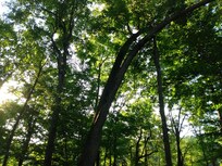 View from the deck
