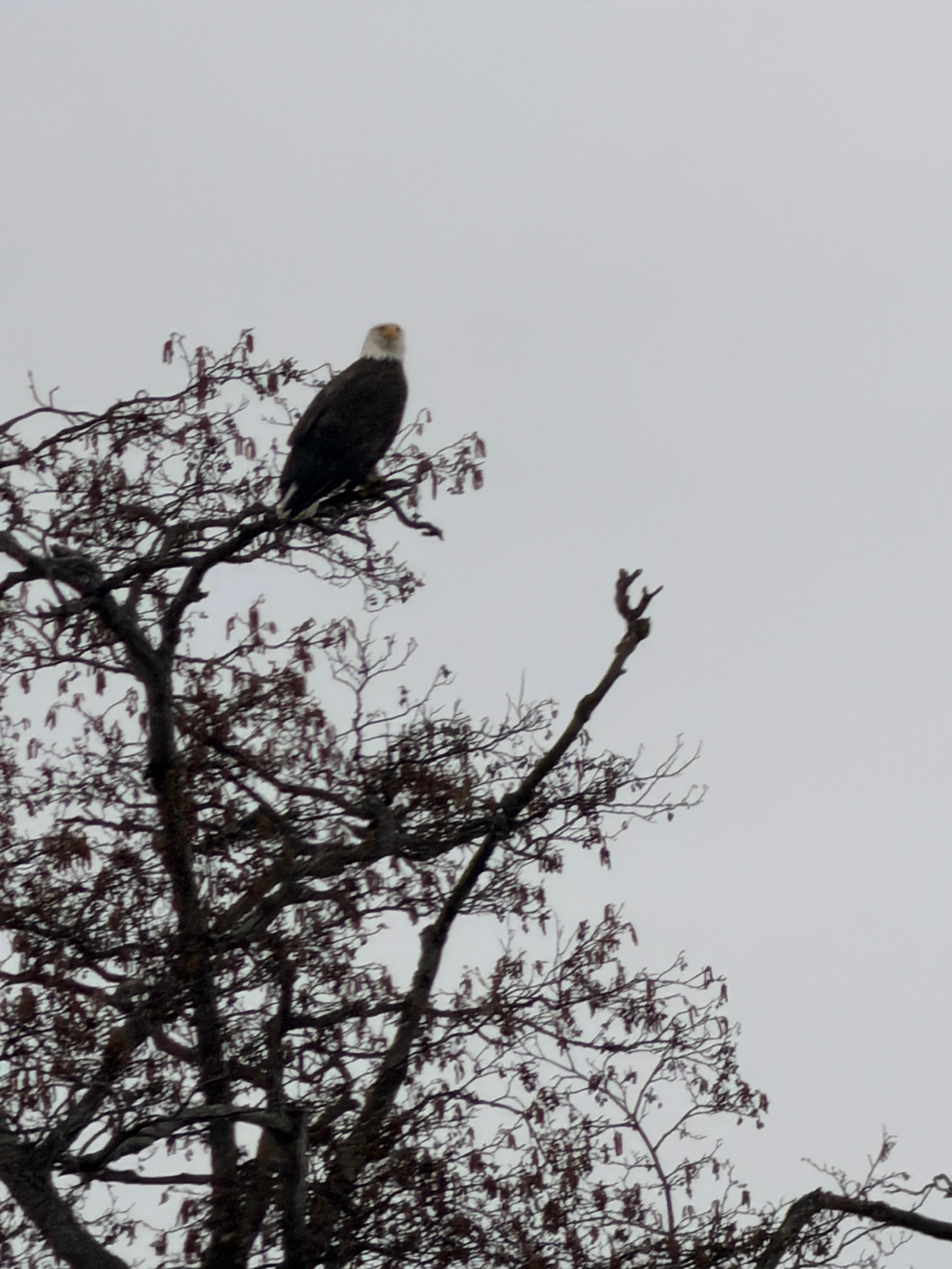 Eagle hanging out nearby. 