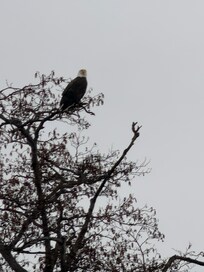 Eagle hanging out nearby.