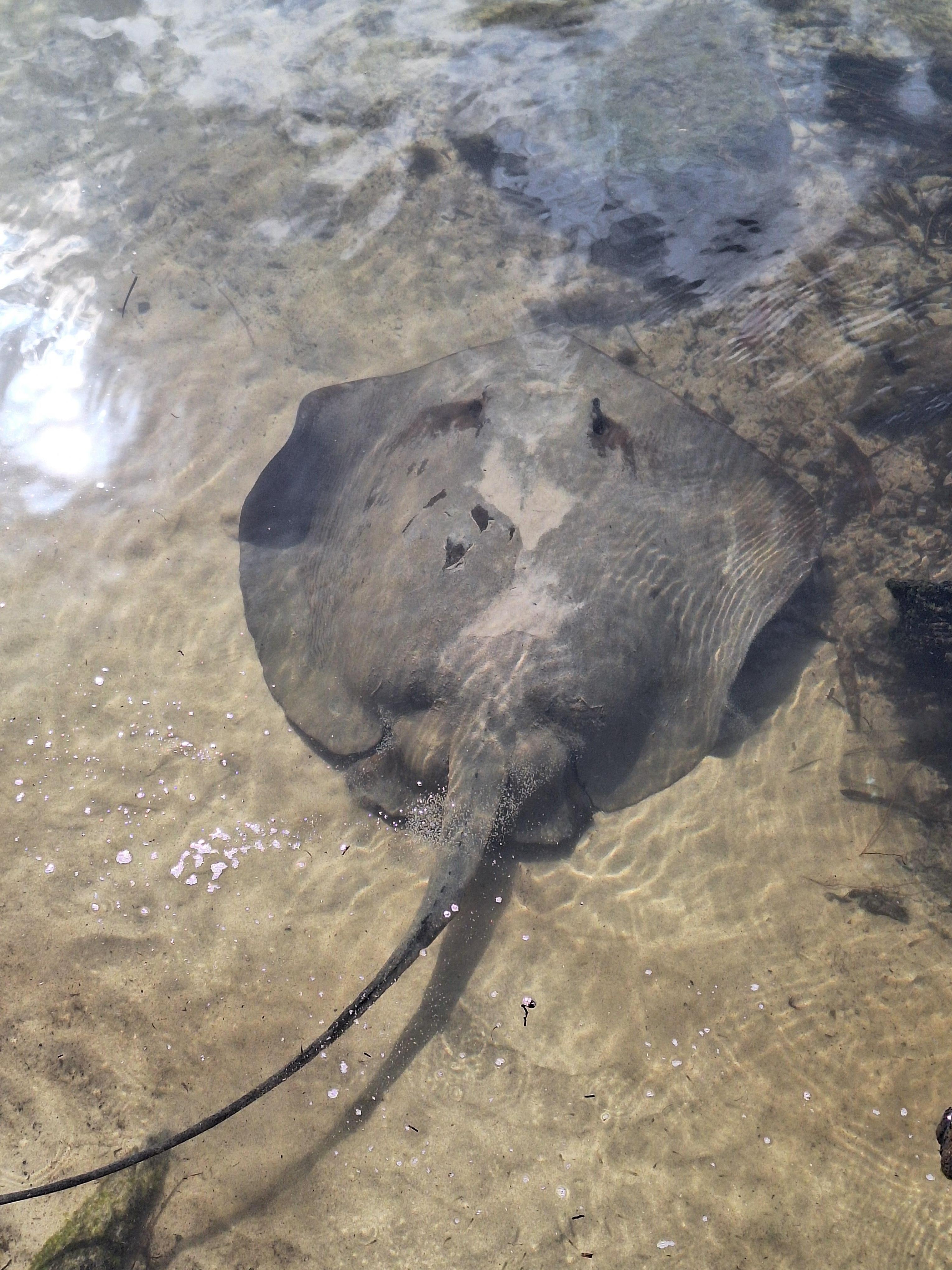 Stingray in lake