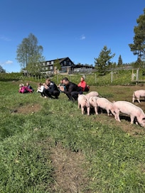 Yoga with free range pigs