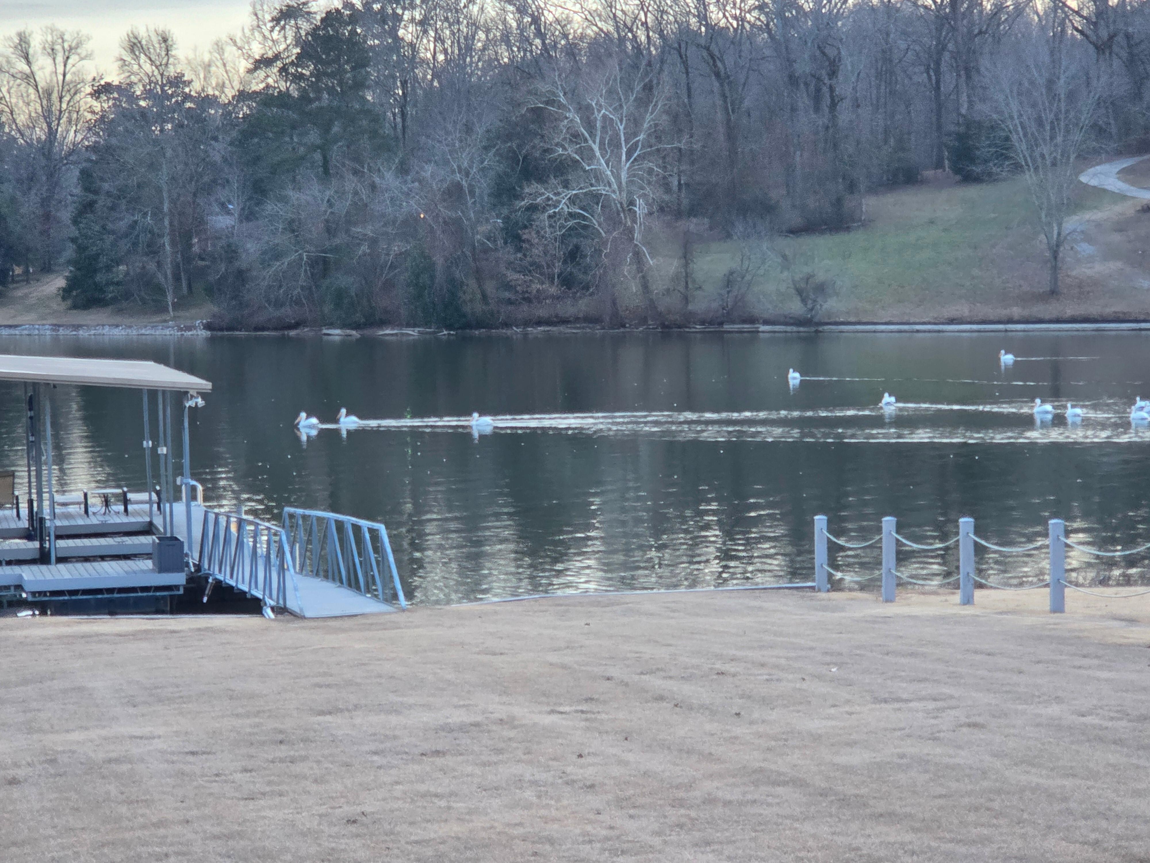 Some of the many waterfowl we saw.