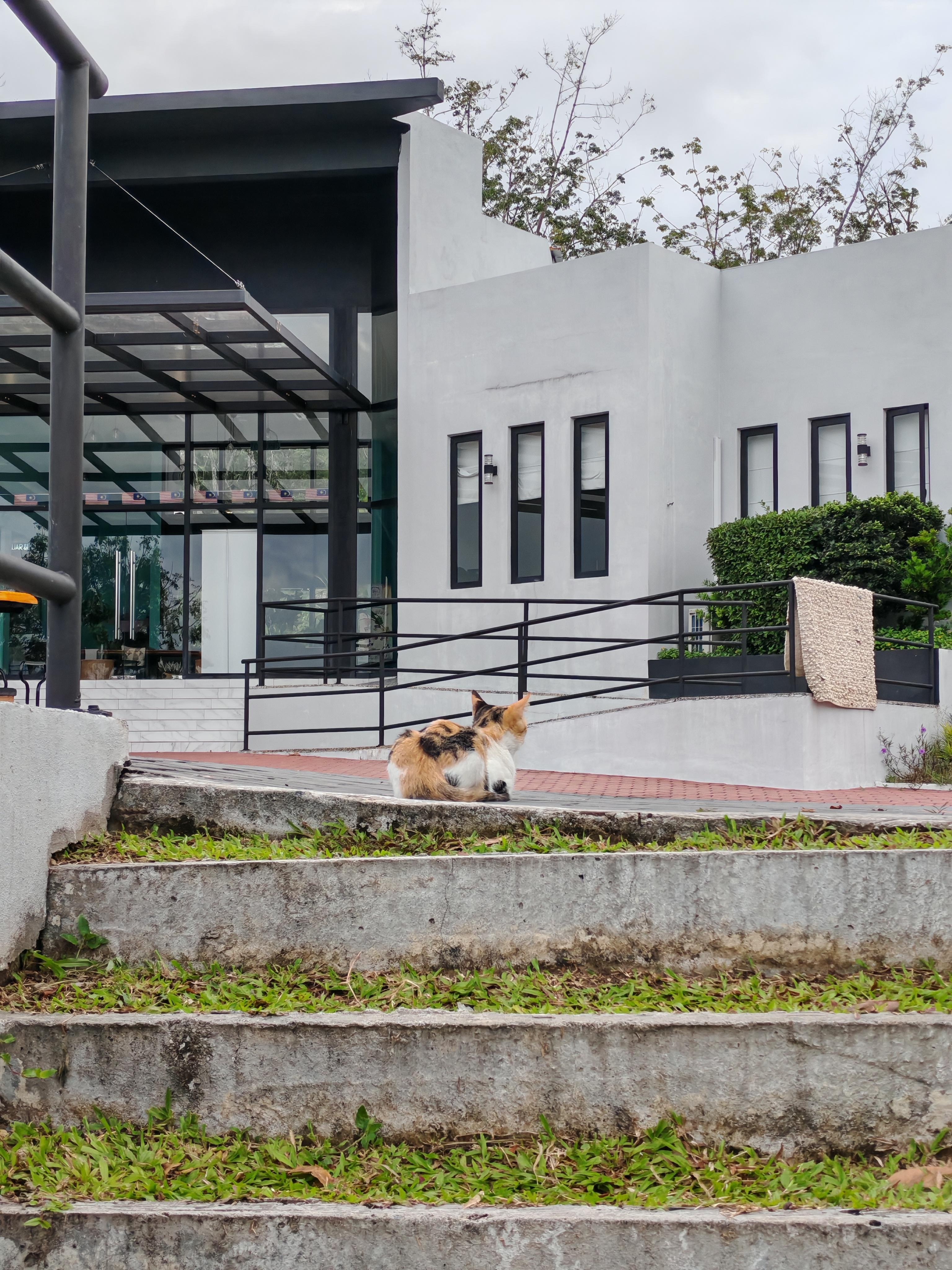 Resident friendly cat 