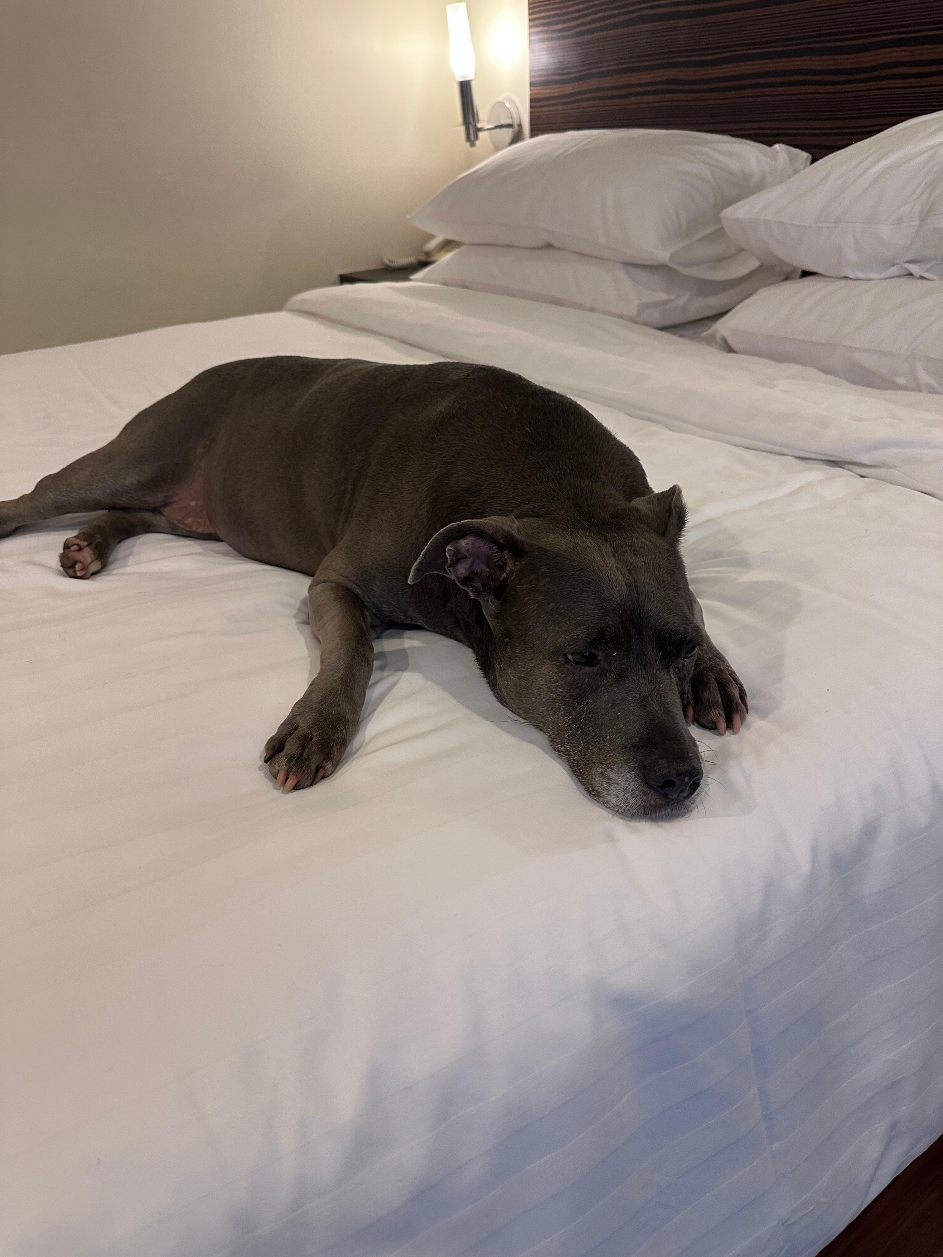 Very pet friendly. The whole staff including manager were very accommodating. 