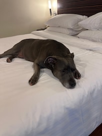 Very pet friendly. The whole staff including manager were very accommodating.