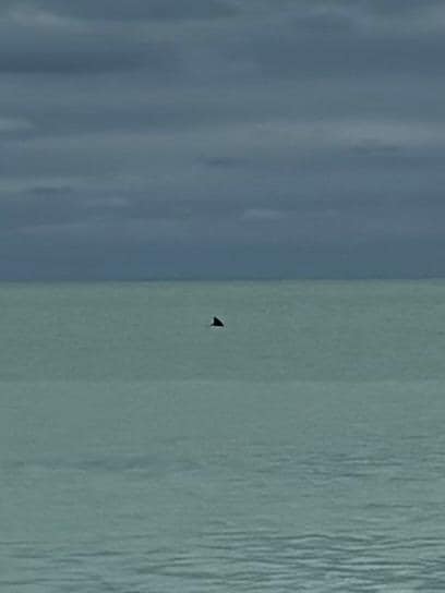 Dolphin playing nearby 