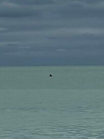 Dolphin playing nearby
