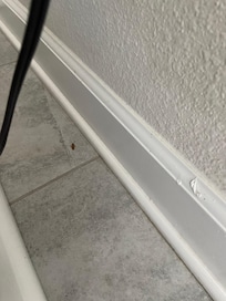 Roach 3