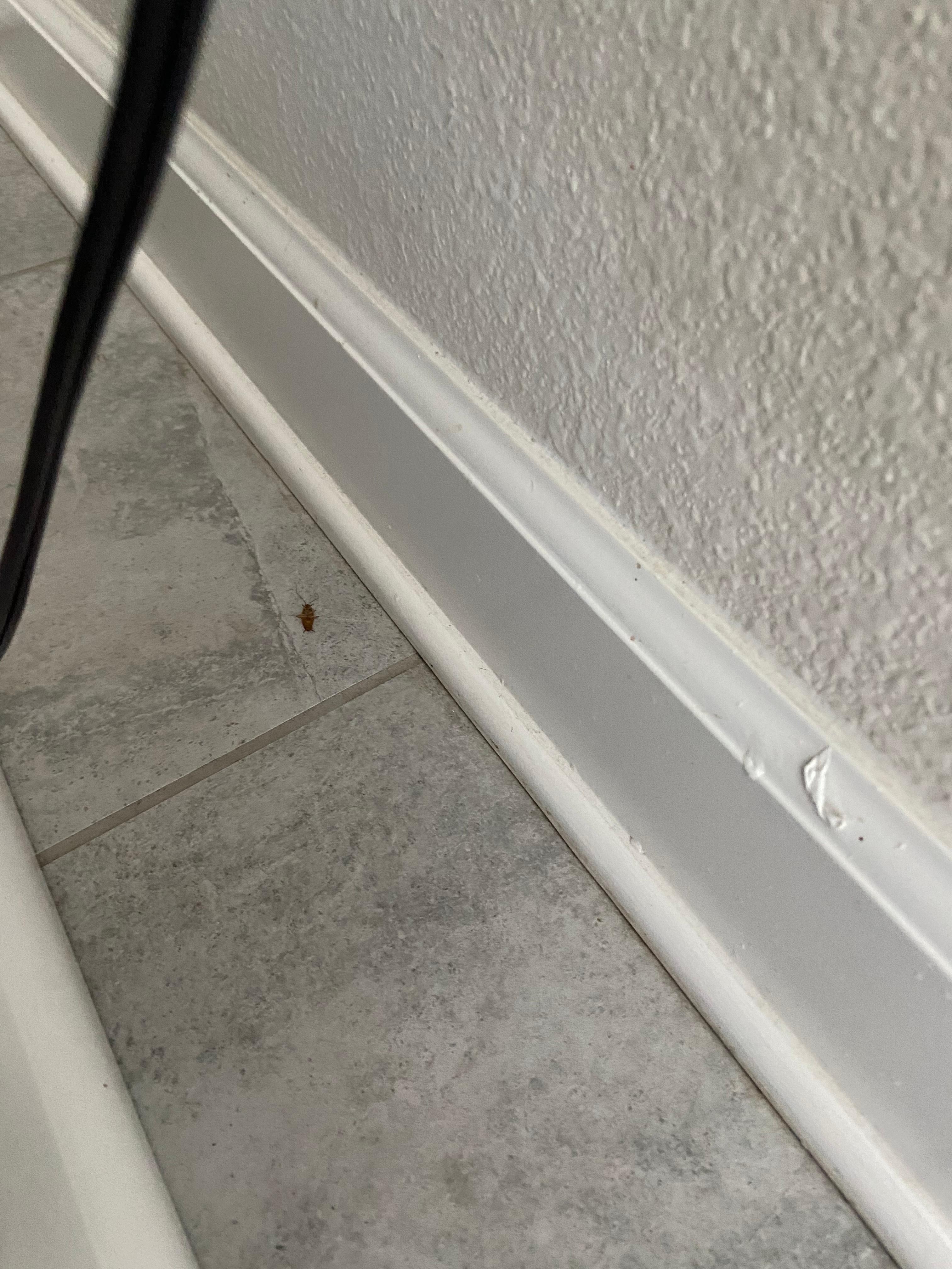 Roach 3