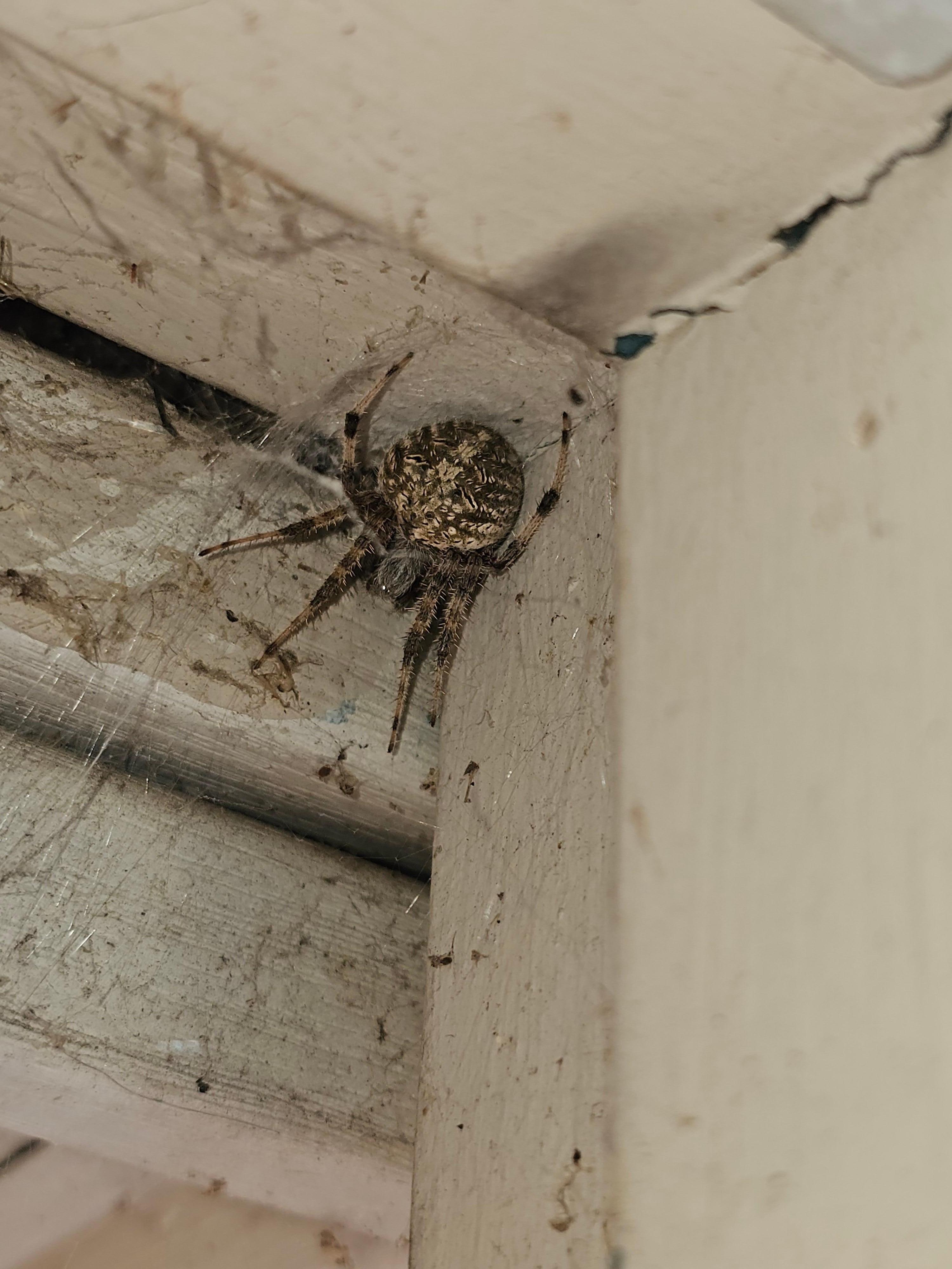 Harry the friendly spider