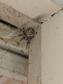 Harry the friendly spider