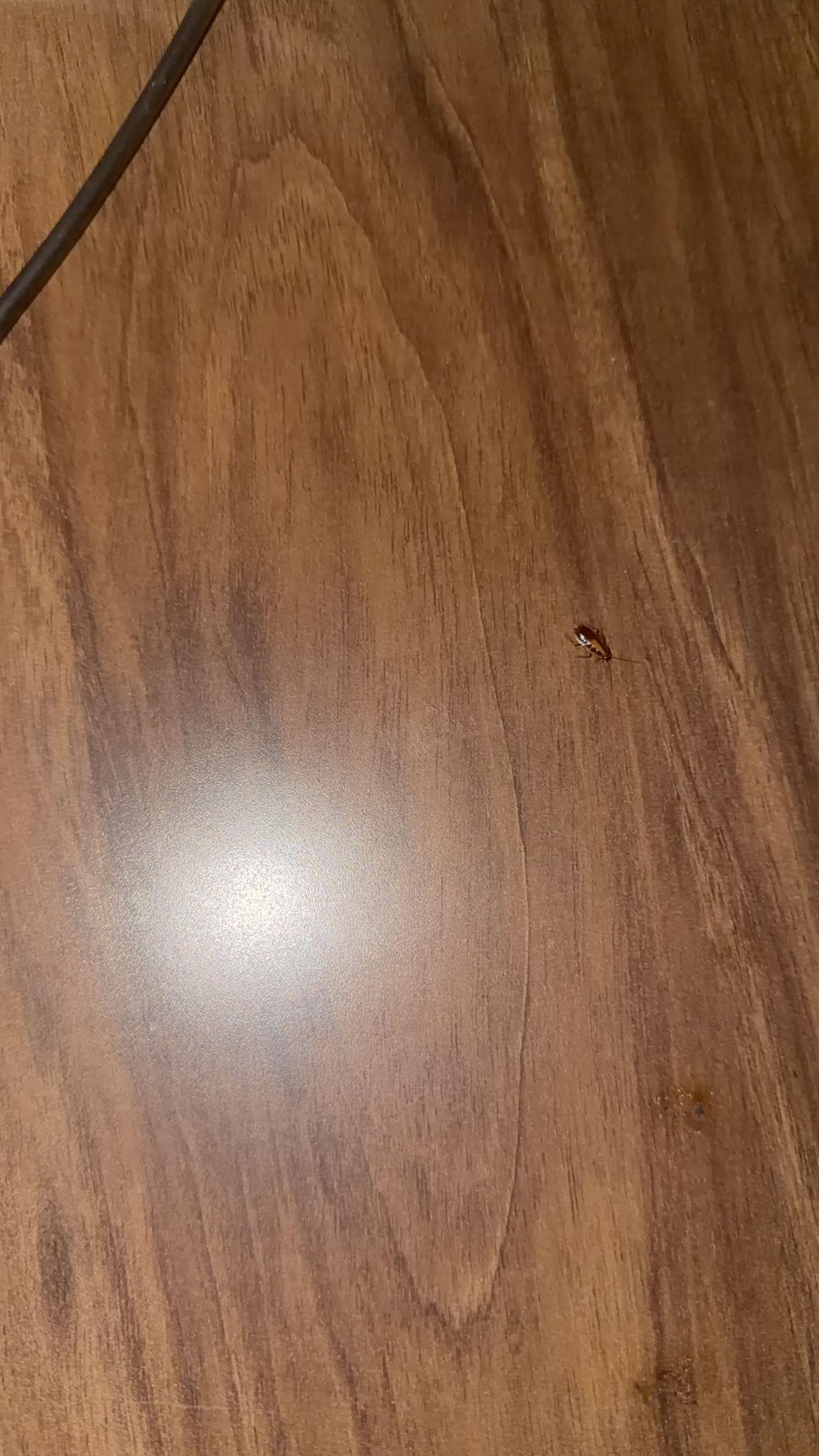 They were everywhere