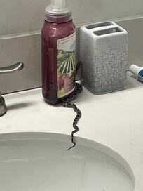Snake came out of the sink!!