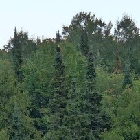 Eagle