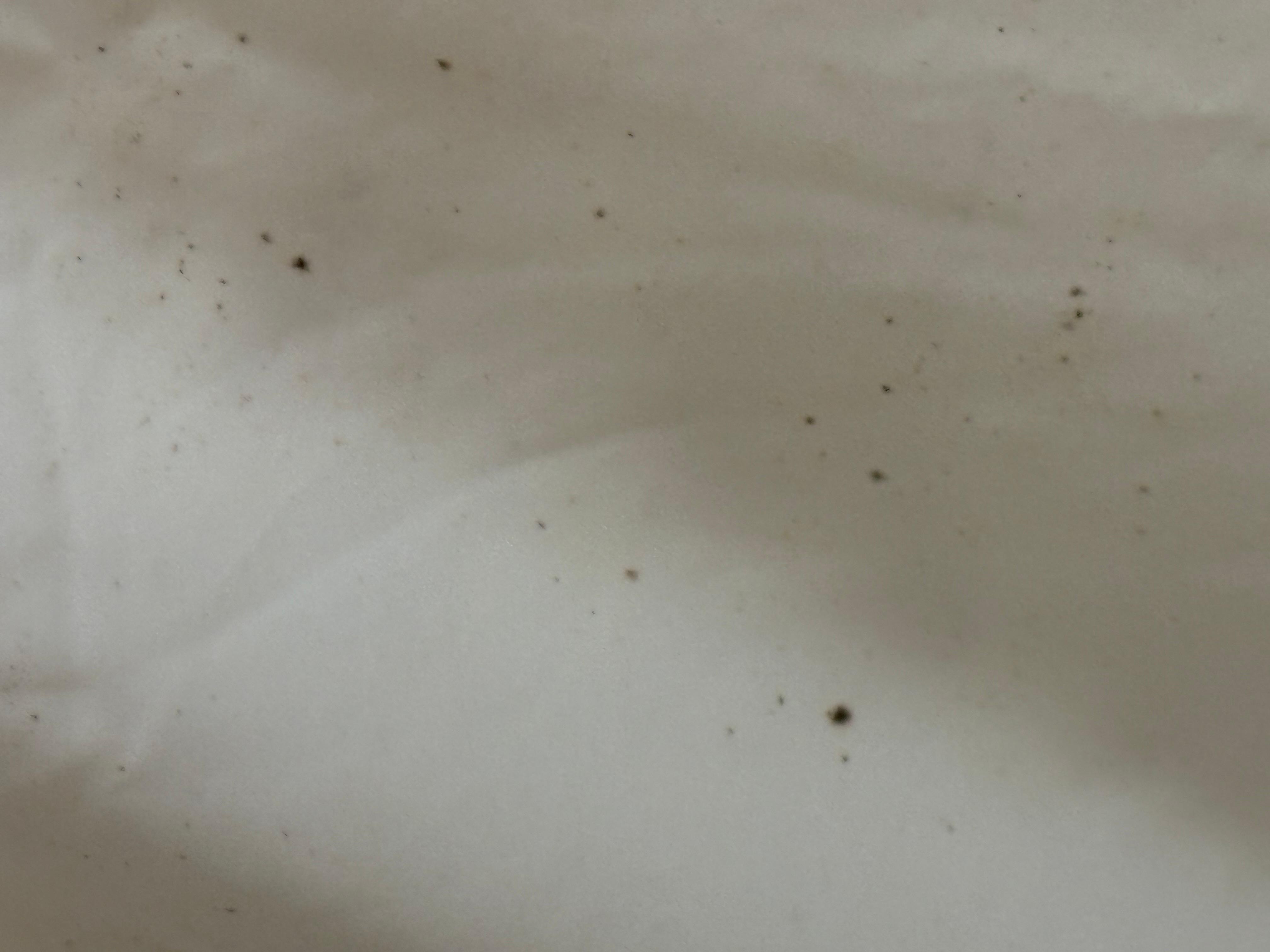 Mold on shower curtain