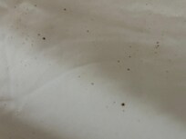 Mold on shower curtain