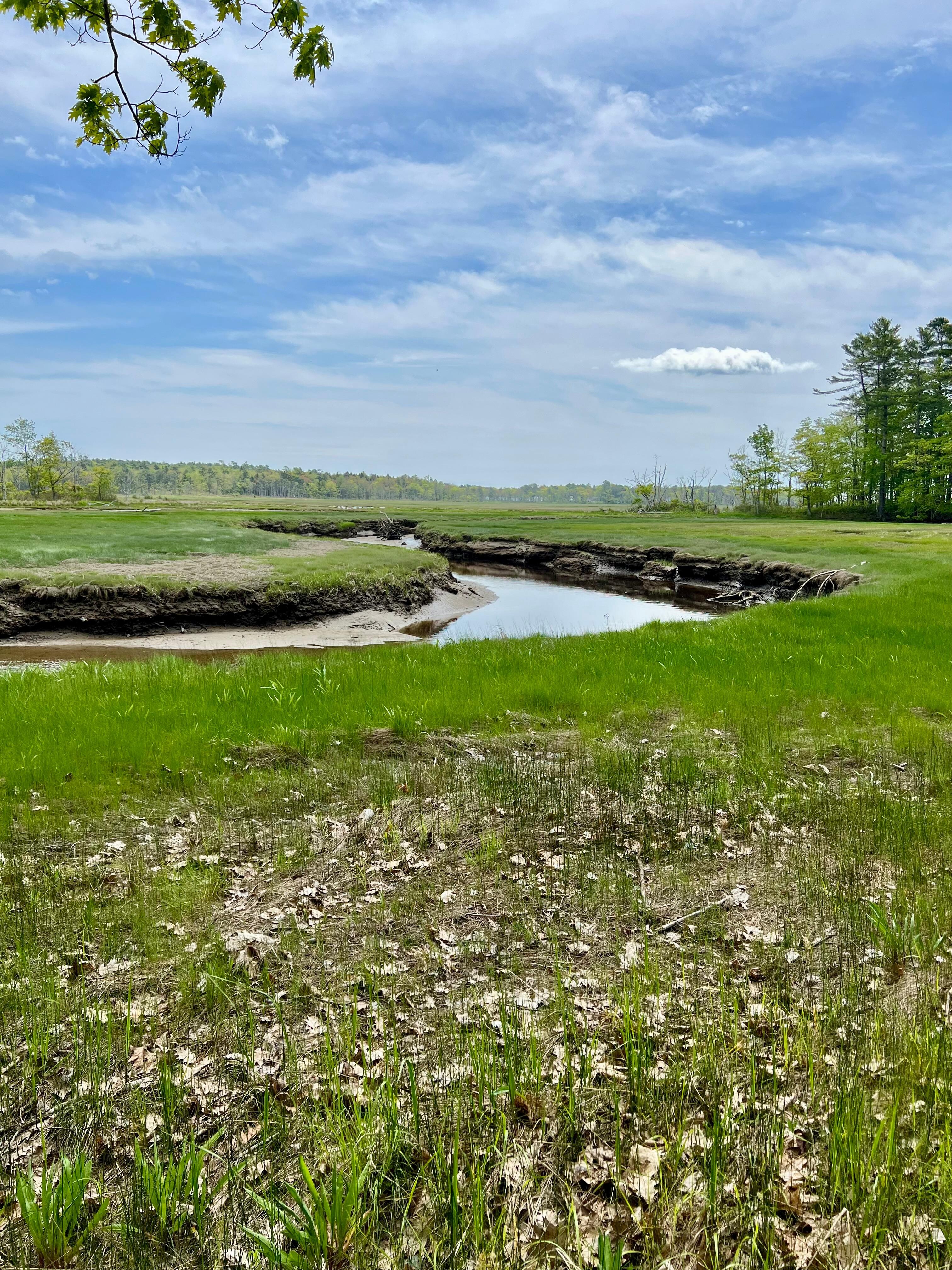 Marshes along the trail
