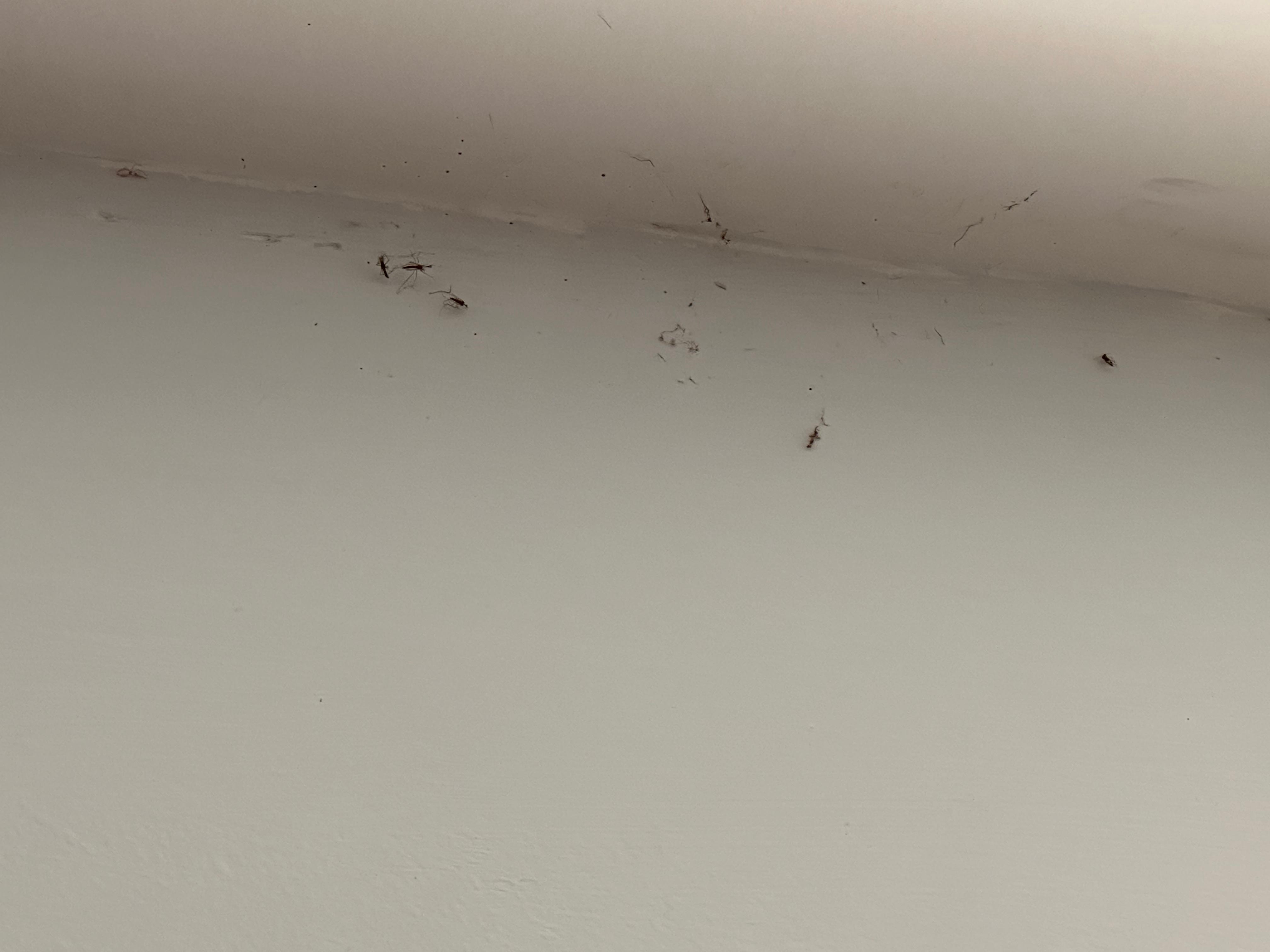 Spiders and even found one in my bed. 