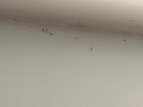 Spiders and even found one in my bed.