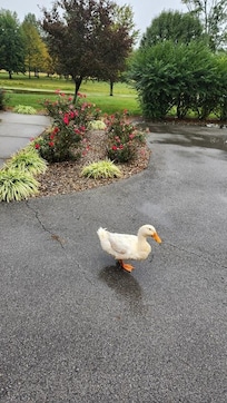 Our "mascot" which we named Hanover.