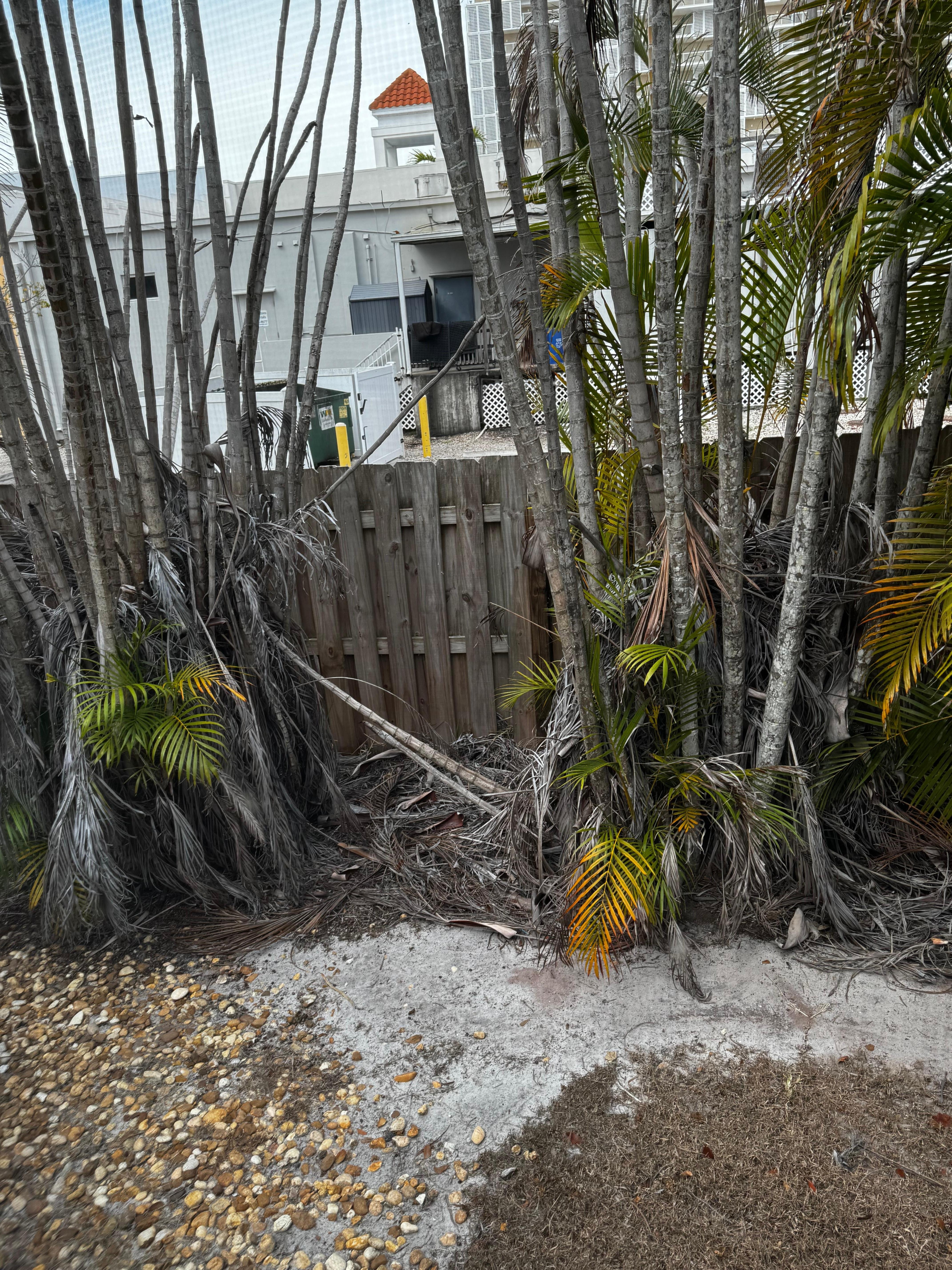 Terrible out back landscaping - needs to be cleaned up.