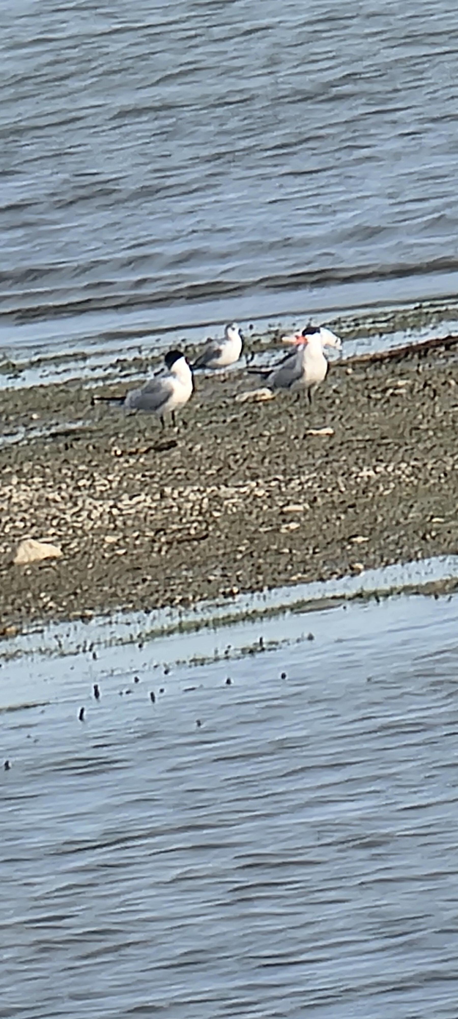 Terns relaxing just offshore from the lighthouse 
