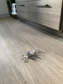 Here is a dust pile I collected from under the bed.