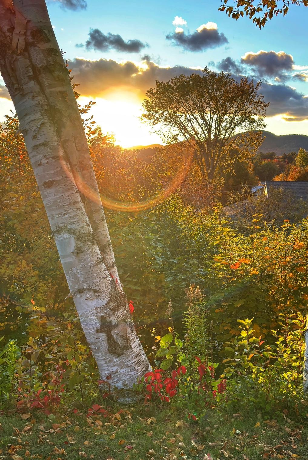 Back yard at the cottage