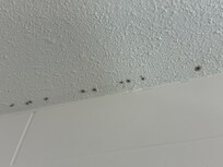 Mold in the ceiling of the bathroom