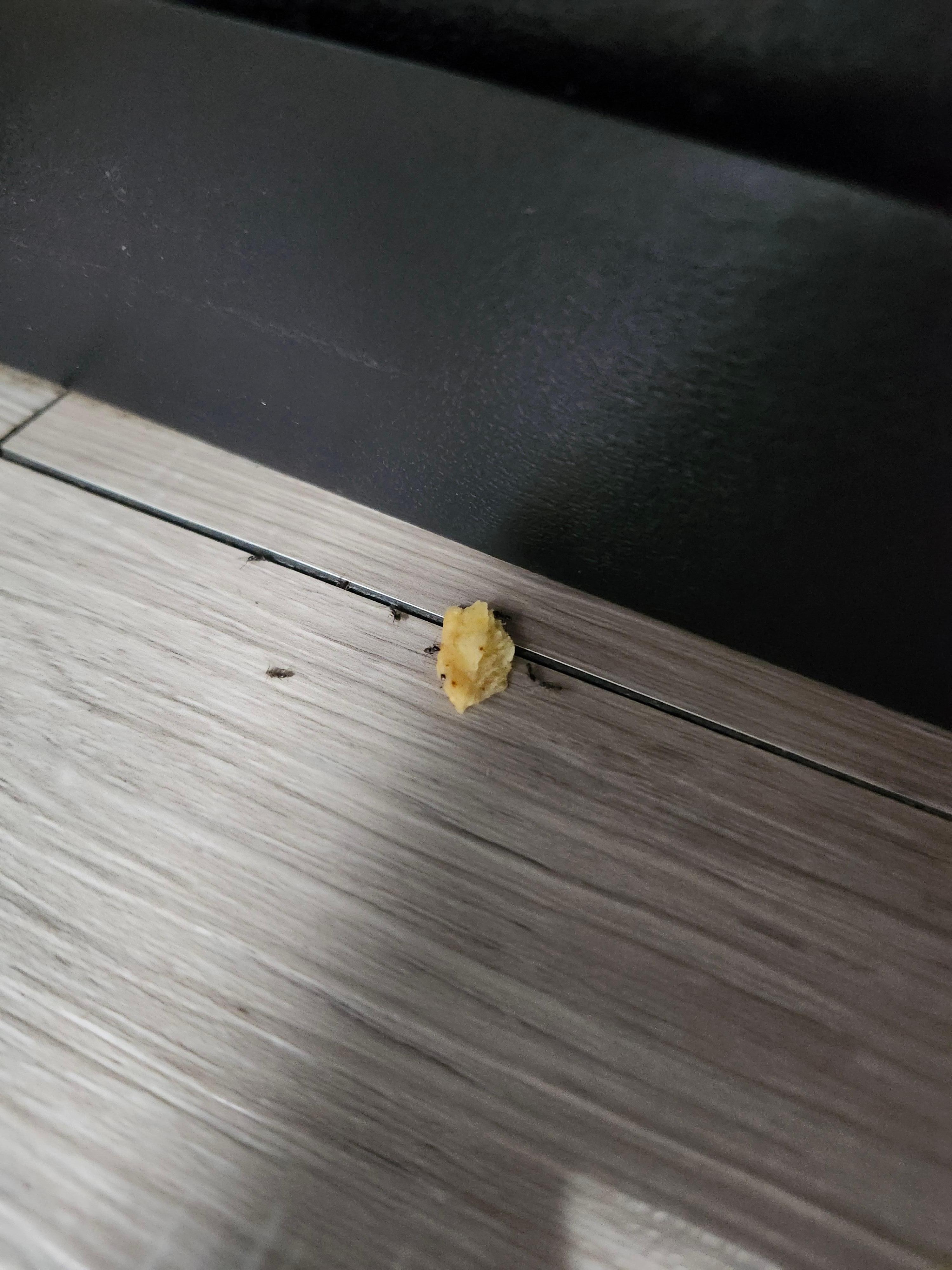 Ants got worse after this photo.