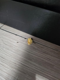 Ants got worse after this photo.