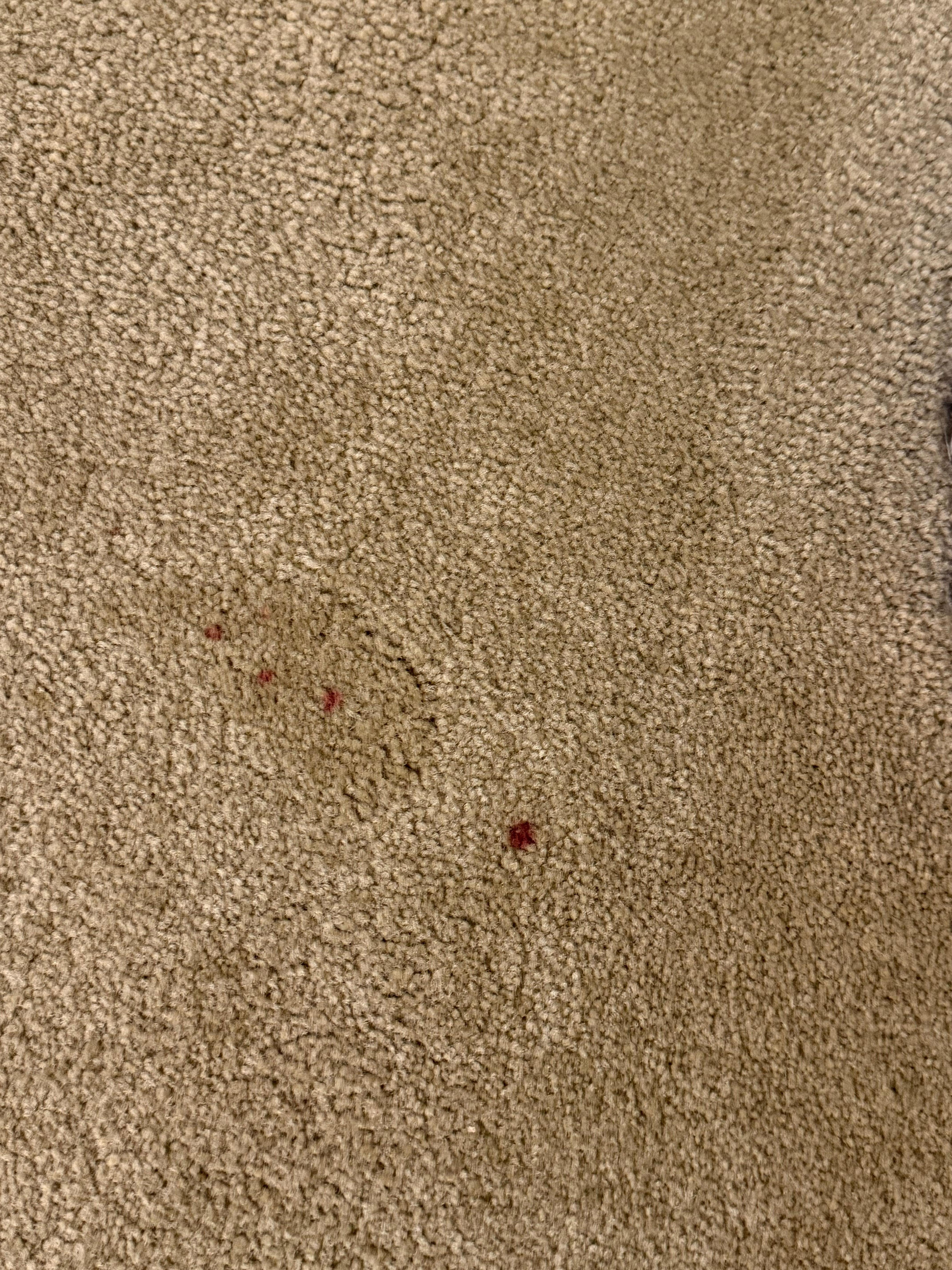Blood stain on carpet.