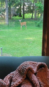 Deer grazing in the yard