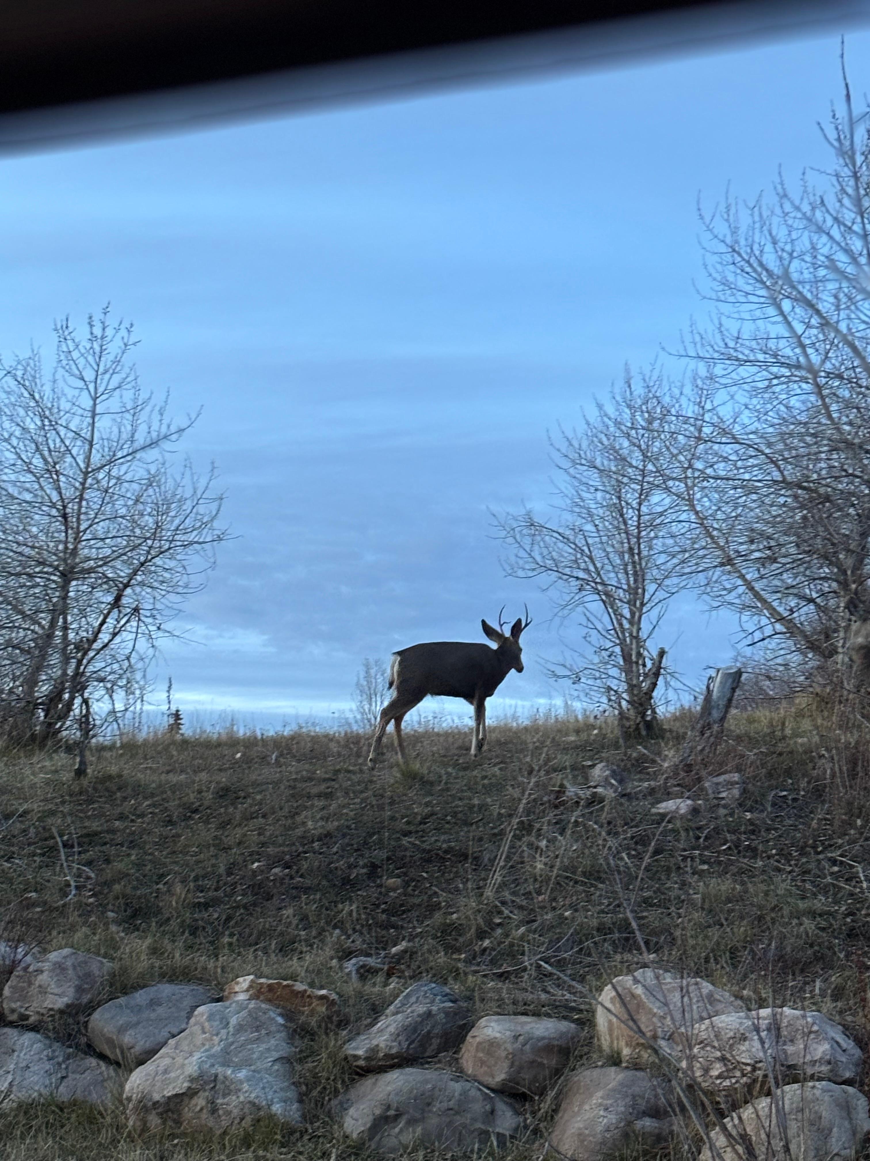 Full area of deer all by the neighborhood 