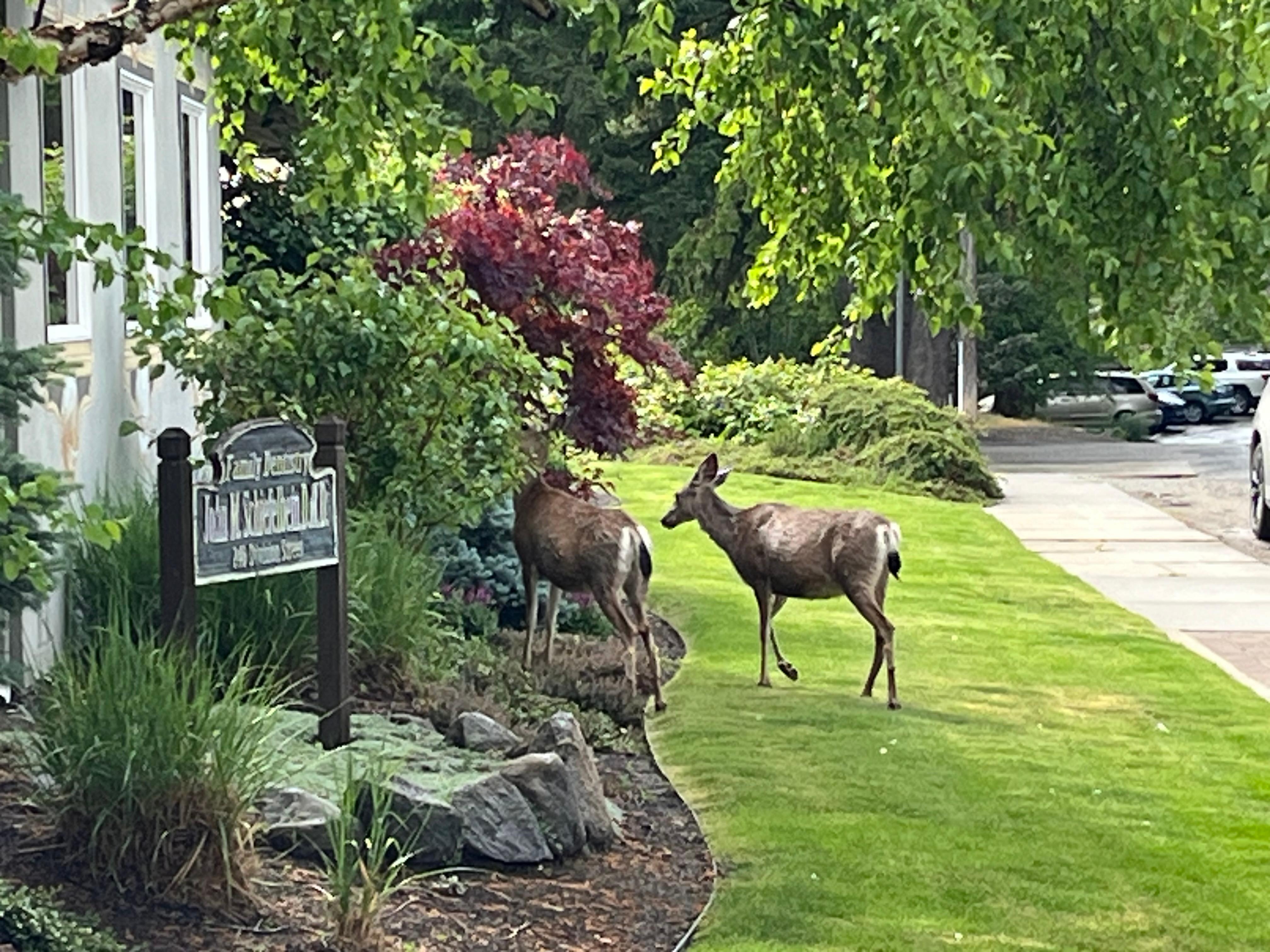 Had a surprise visit by deer this morning. Munching on the neighbors greenery. 
