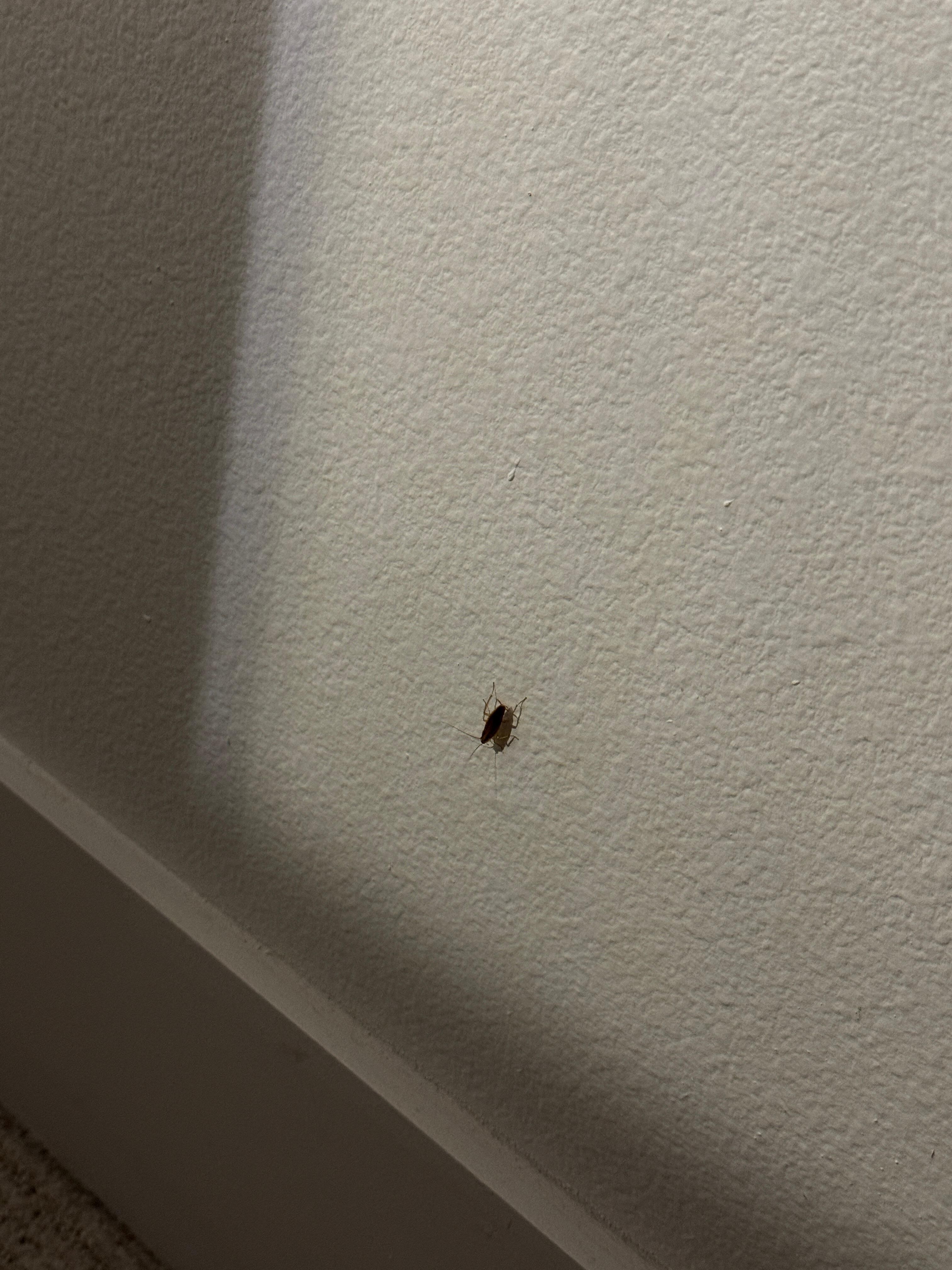 Roaches on walls