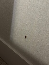 Roaches on walls
