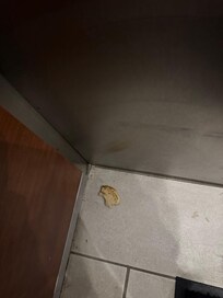 a dried up pastry that was in the elevator our entire trip. watched employees go in there and not even pick it up. My dog tried to eat it and I was very upset