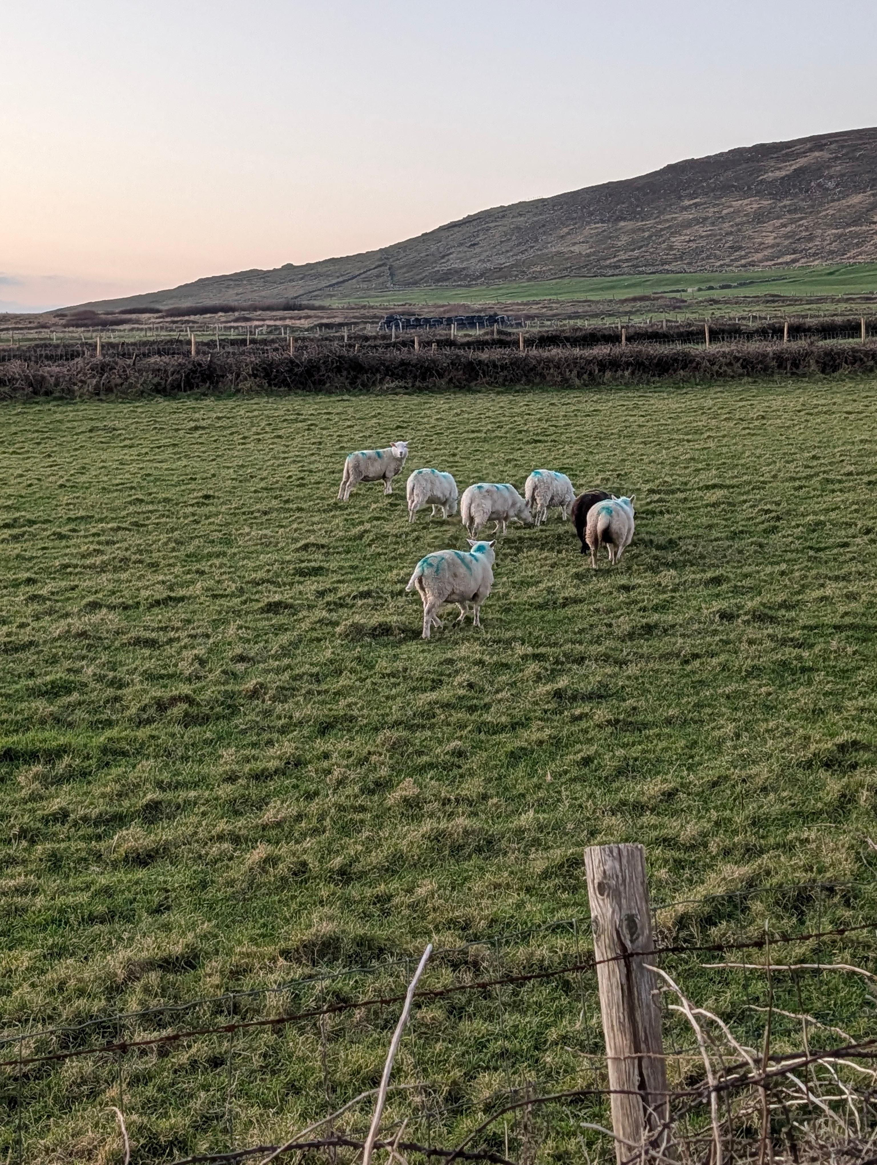 Plenty of sheep surrounding the cottage.