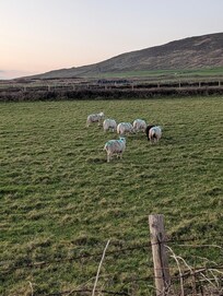 Plenty of sheep surrounding the cottage.