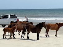 Wild horses of Corolla