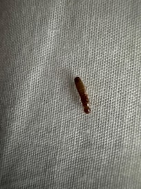What is believed to be a termite on the bedsheet.