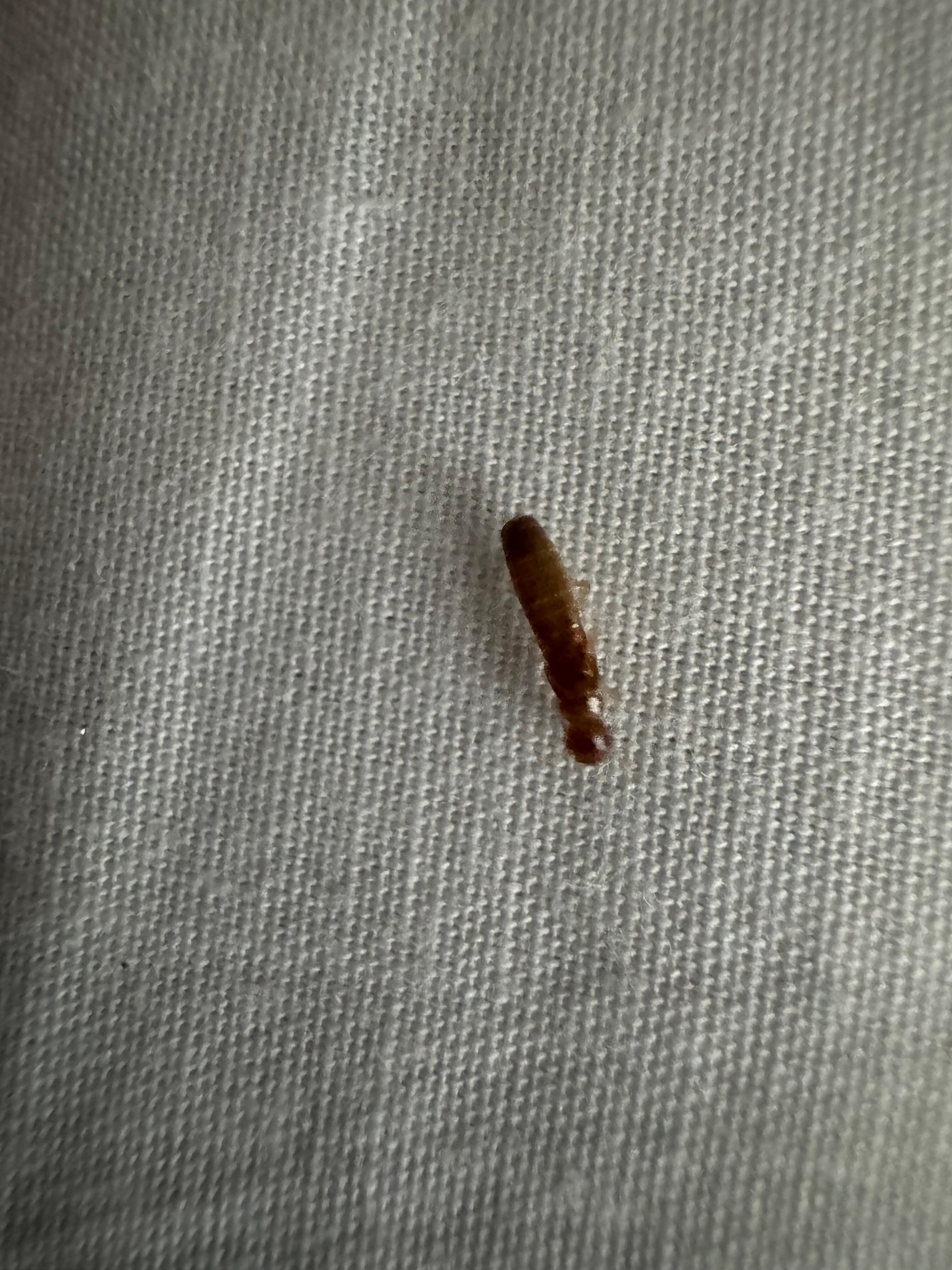 What is believed to be a termite on the bedsheet.