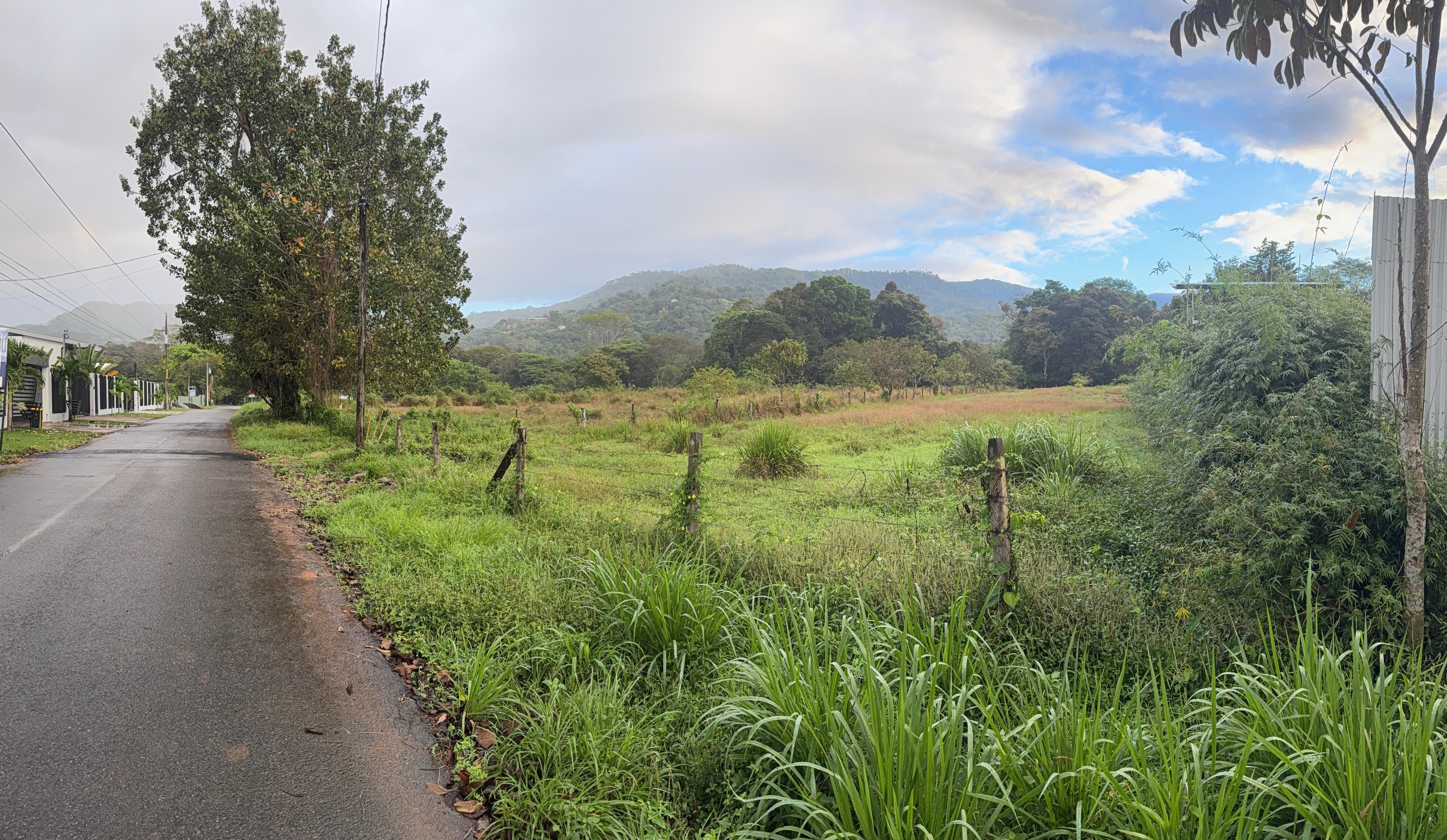 Morning walk on the street. 