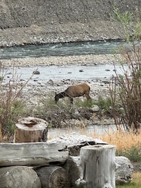 Elk on edge of Yellowstone River behind cabin just past the fire pit.