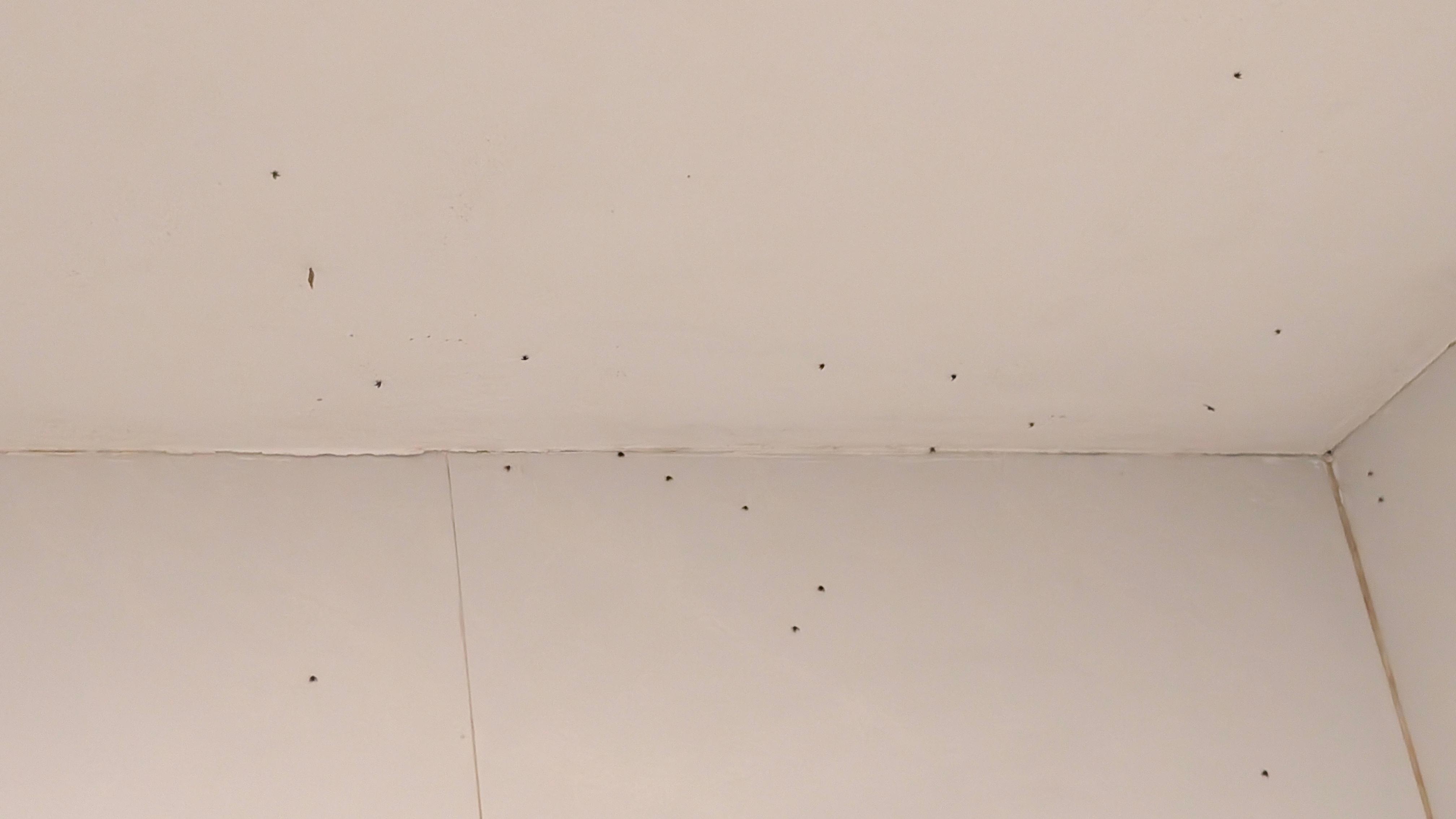 浴室にチョウバエが多く部屋にも入ってくる